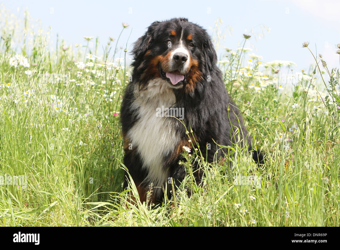 Bernese Mountain dog Chien assis dans un pré adultes Banque D'Images