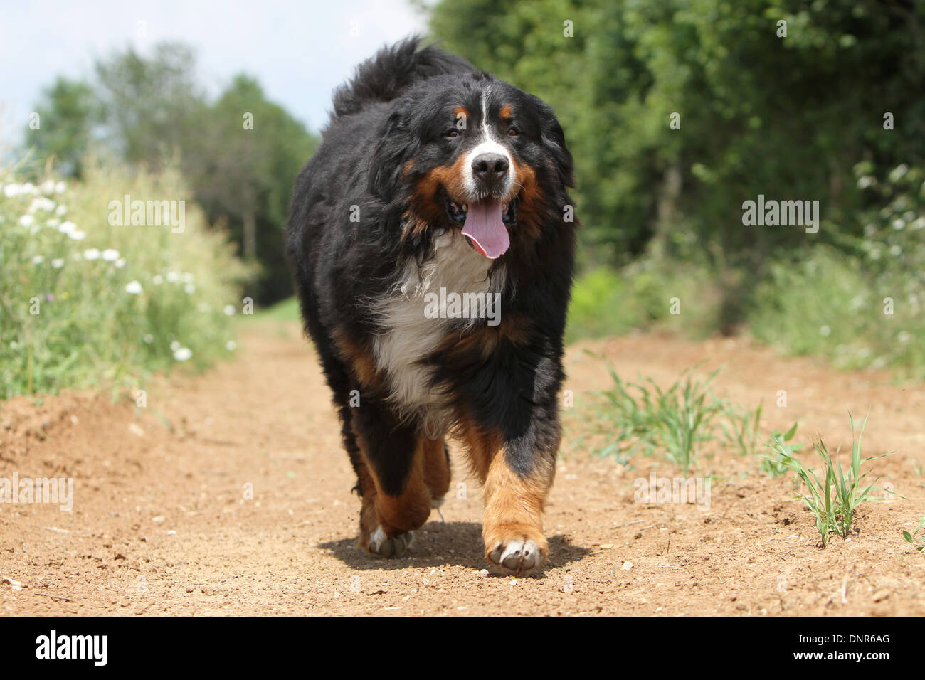 Bernese Mountain dog Chien marche dans un chemin d'adultes Banque D'Images
