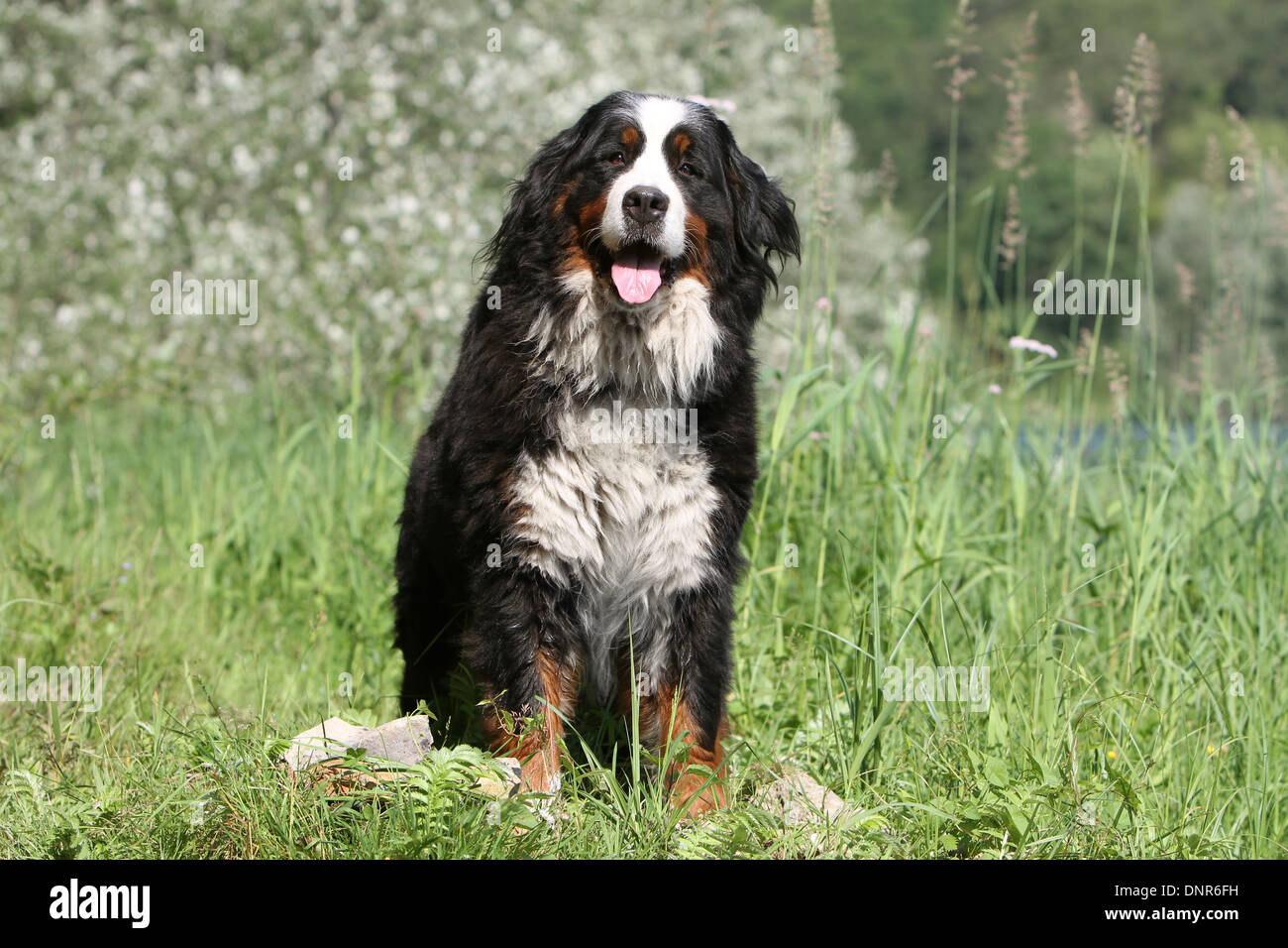 Bernese Mountain dog Chien assis dans un pré adultes Banque D'Images
