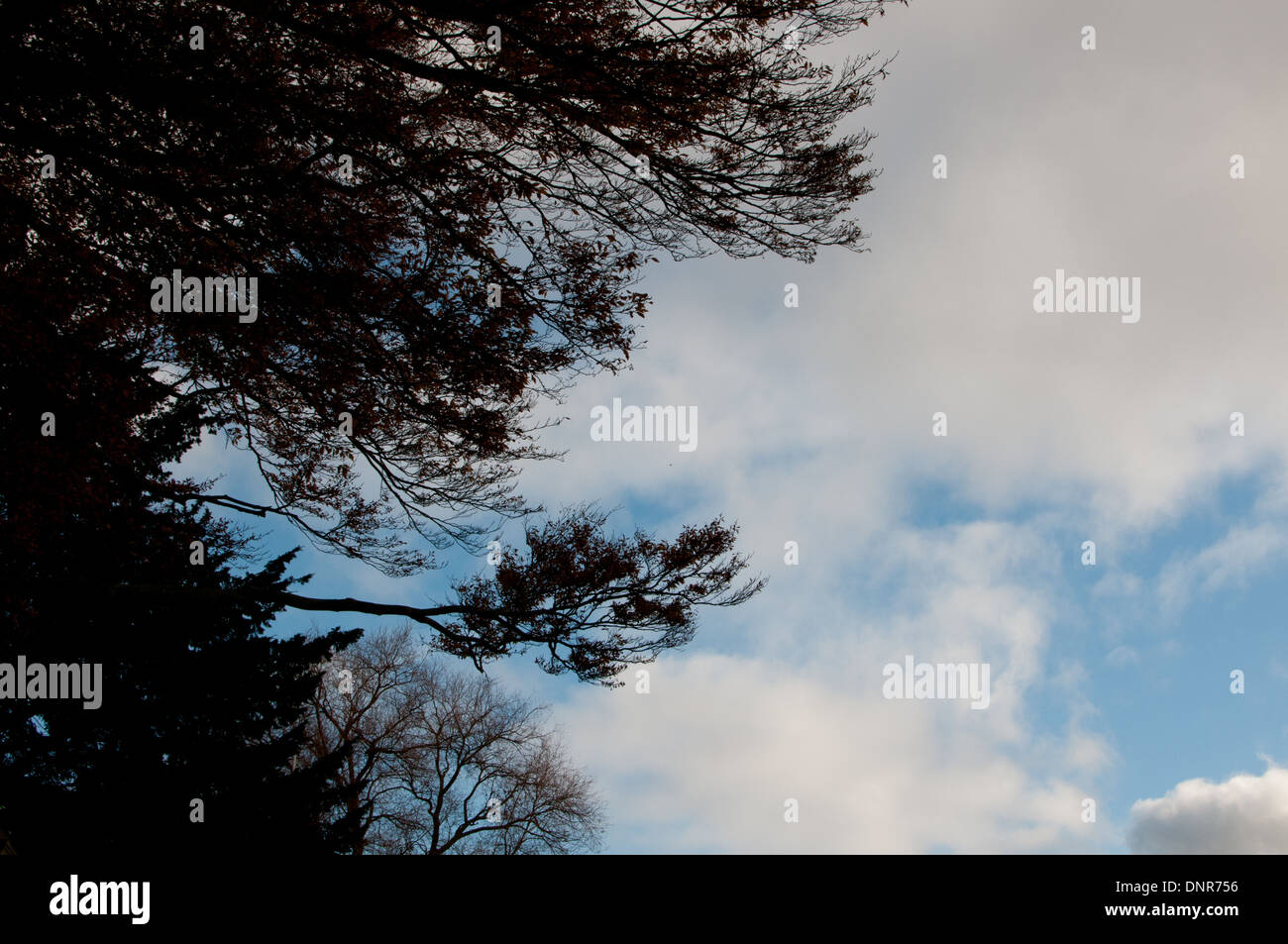 arbres et le ciel Banque D'Images