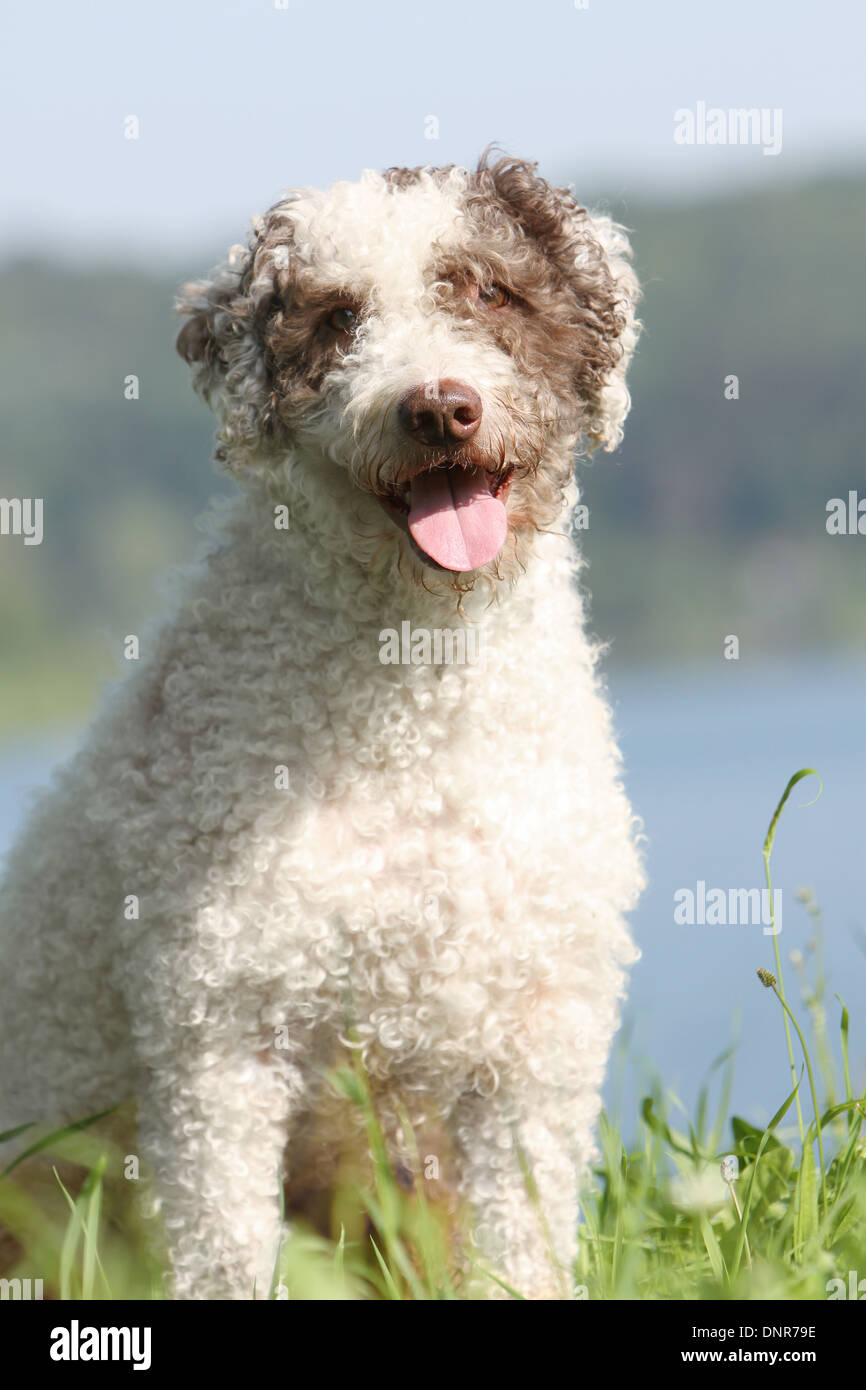 Dog Perro de Agua Espanol / chien d'eau Espagnol portrait adultes Banque D'Images