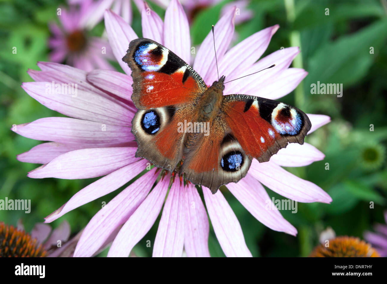 Inachis io ou européen papillon paon sur une usine, Shropshire, Angleterre Banque D'Images