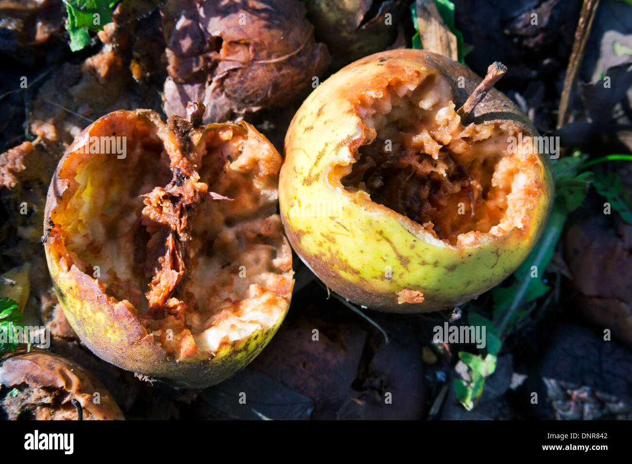 Pourriture des pommes du crabe, Staffordshire, England, UK Banque D'Images