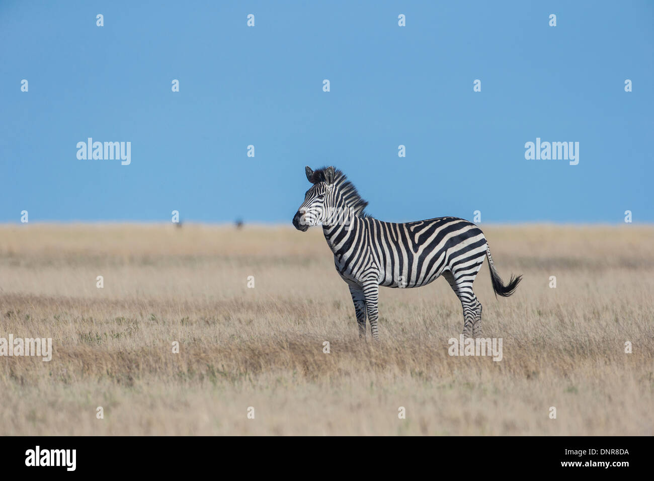 Le zèbre de Burchell (Equus quagga) au Liuwa Plains National Park dans le nord-ouest de la Zambie. Banque D'Images