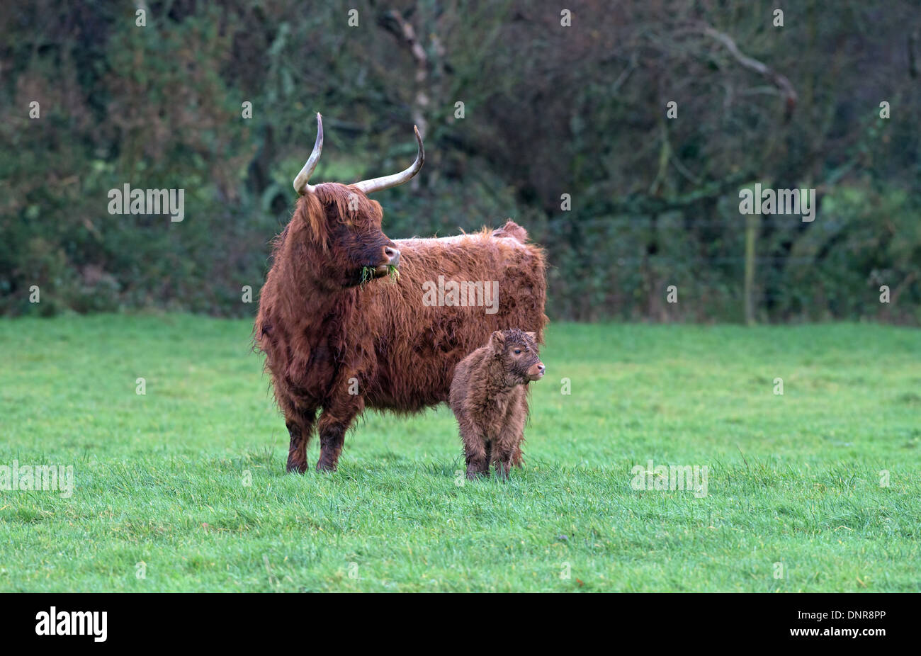 Aberdeen Angus écossais highland Cow (femelle) avec Callf de pâturage. Uk Banque D'Images