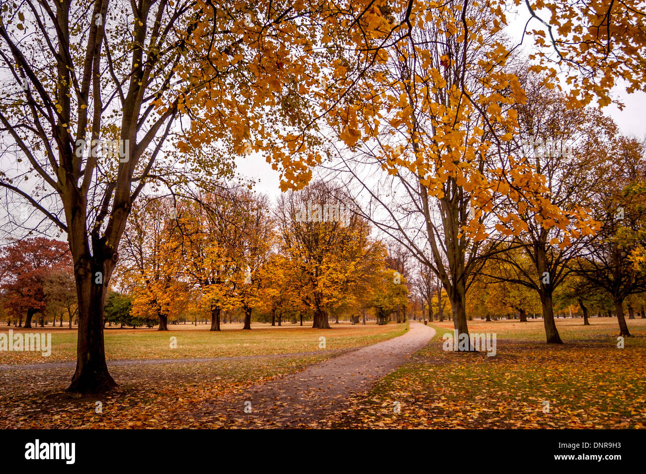 Les arbres d'automne, les jardins de Kensington, Londres. Banque D'Images
