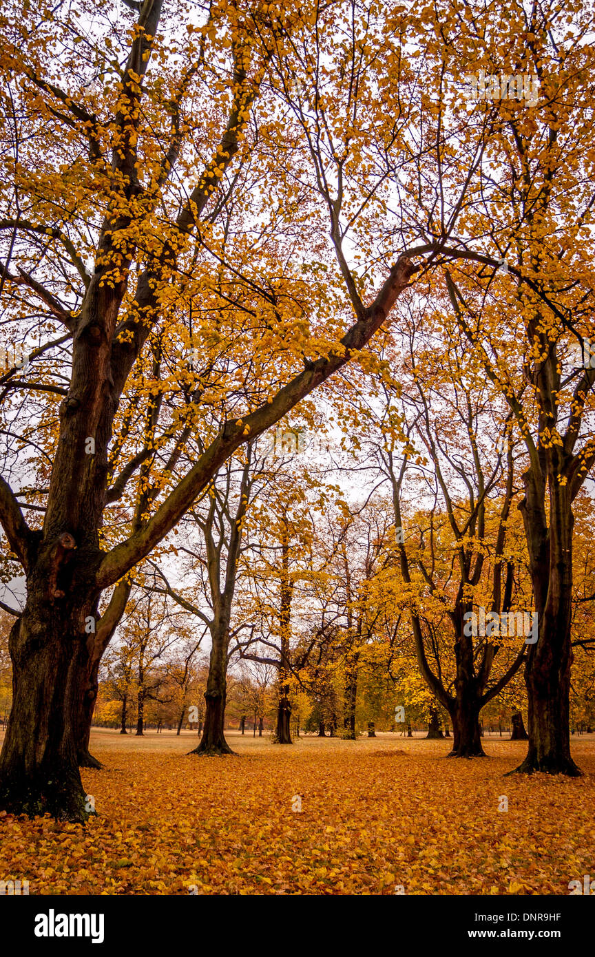 Les arbres d'automne, les jardins de Kensington, Londres. Banque D'Images