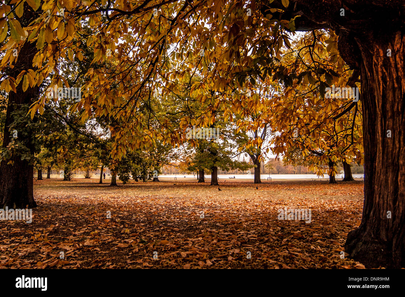 Les arbres d'automne, les jardins de Kensington, Londres. Banque D'Images