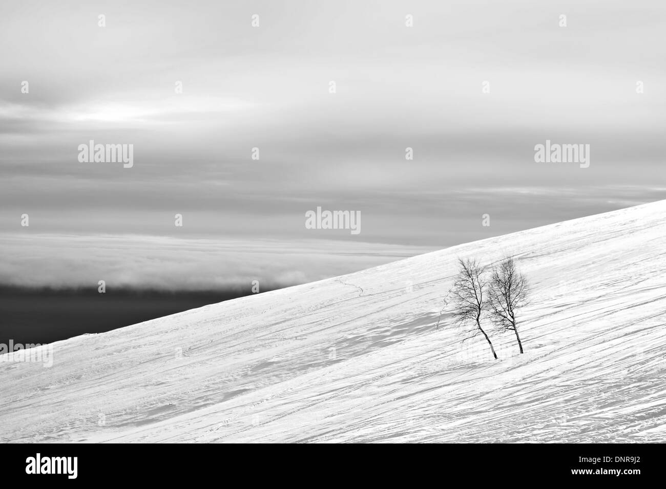 Pente enneigée avec peu d'arbres de bouleau dans un jour nuageux. Plaines de smog dans l'arrière-plan. La composition minimaliste. Alpes italiennes. Banque D'Images