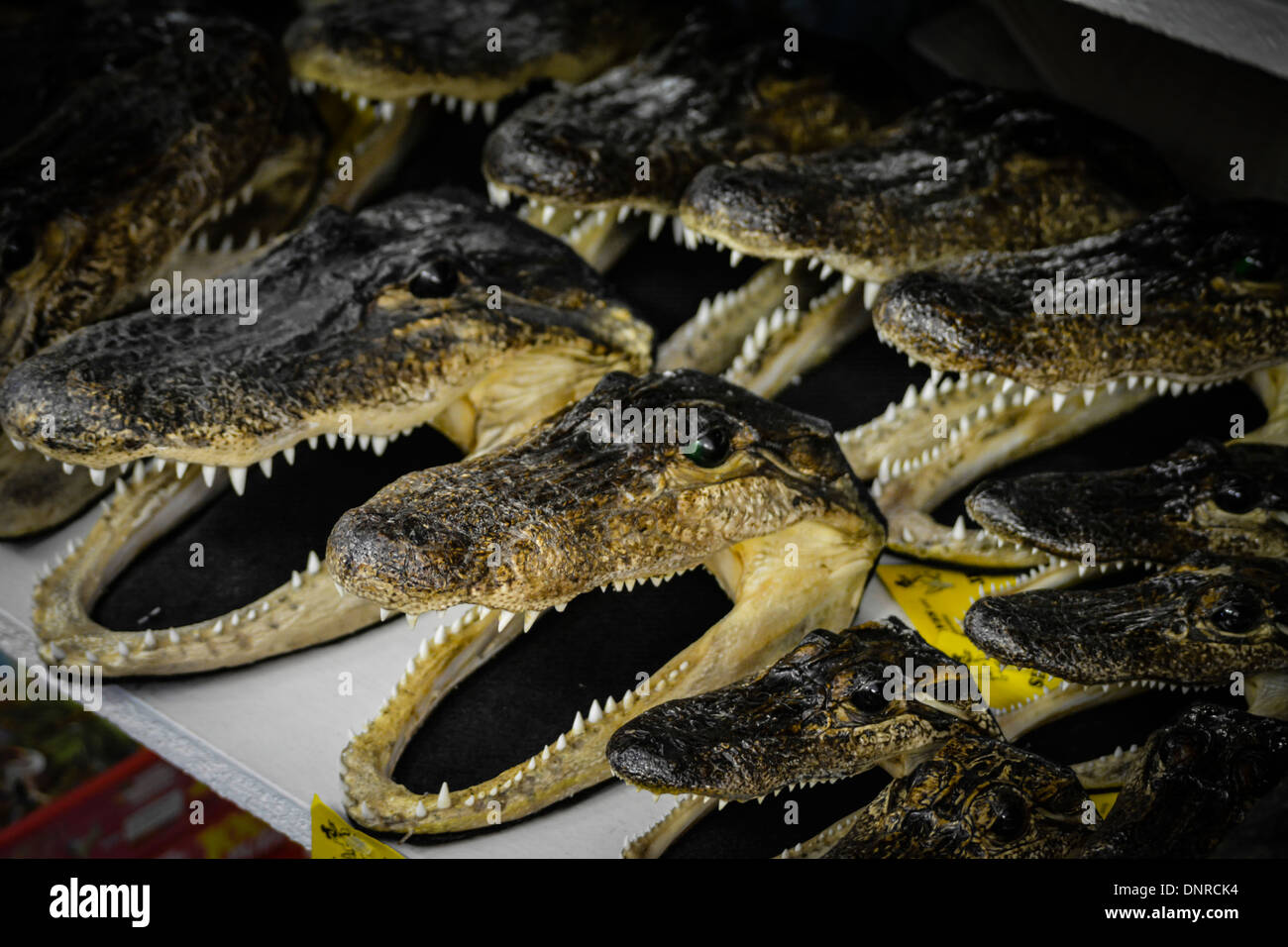 De véritables chefs d'Alligator séché alignées sur de shef vendre à une boutique de plage Banque D'Images