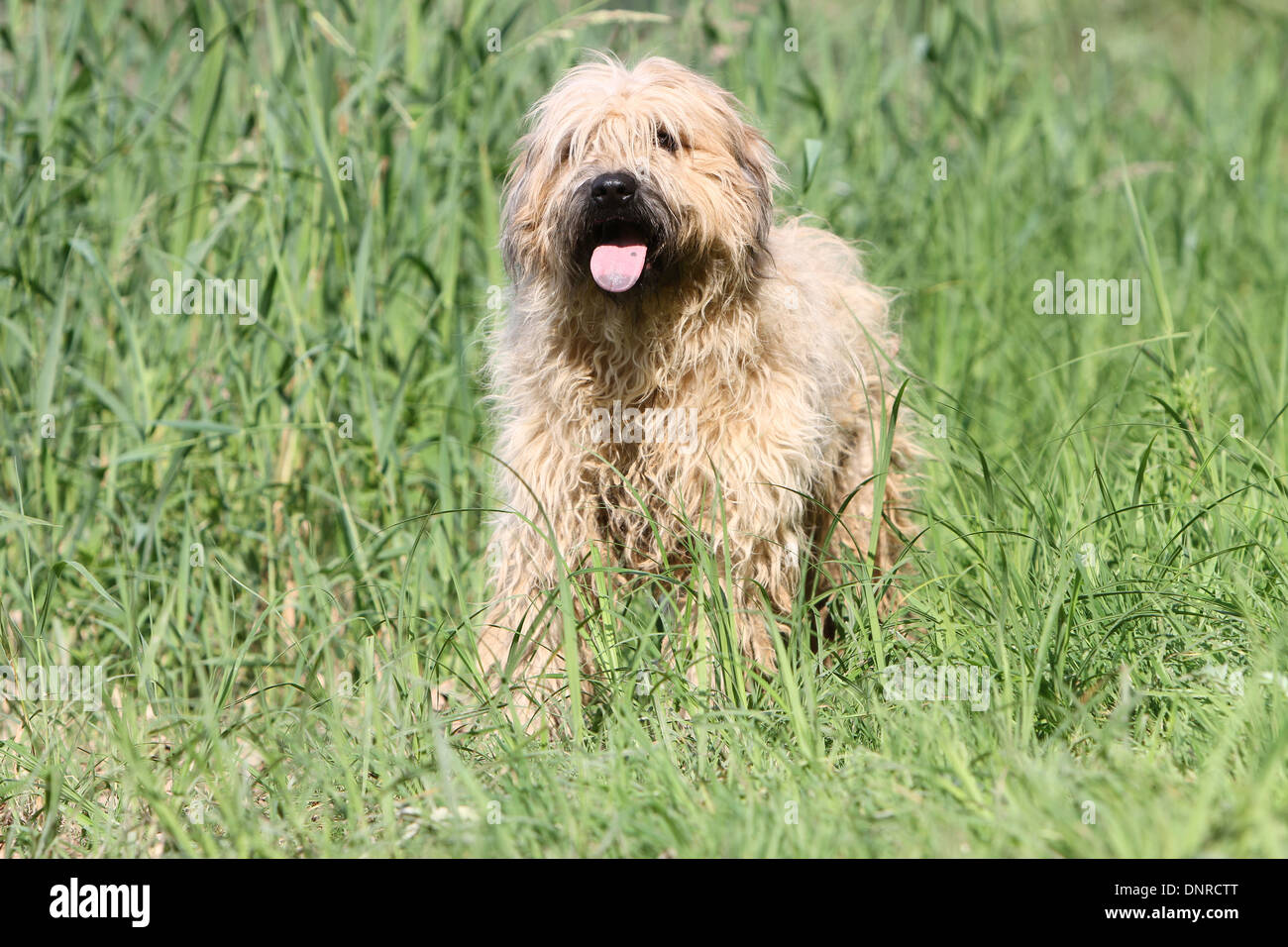 Chien de Berger Catalan / gos d'atura català ( adultes ) fauve dans un pré Banque D'Images