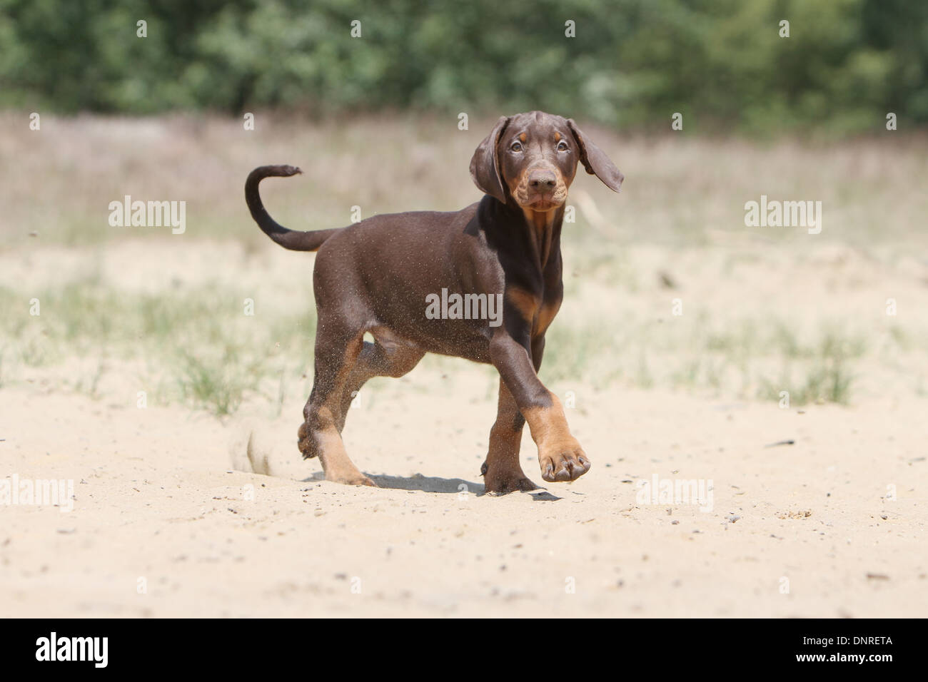 / Dobermann chien Dobermann (oreilles naturelles) / chiot marche sur le sable Banque D'Images