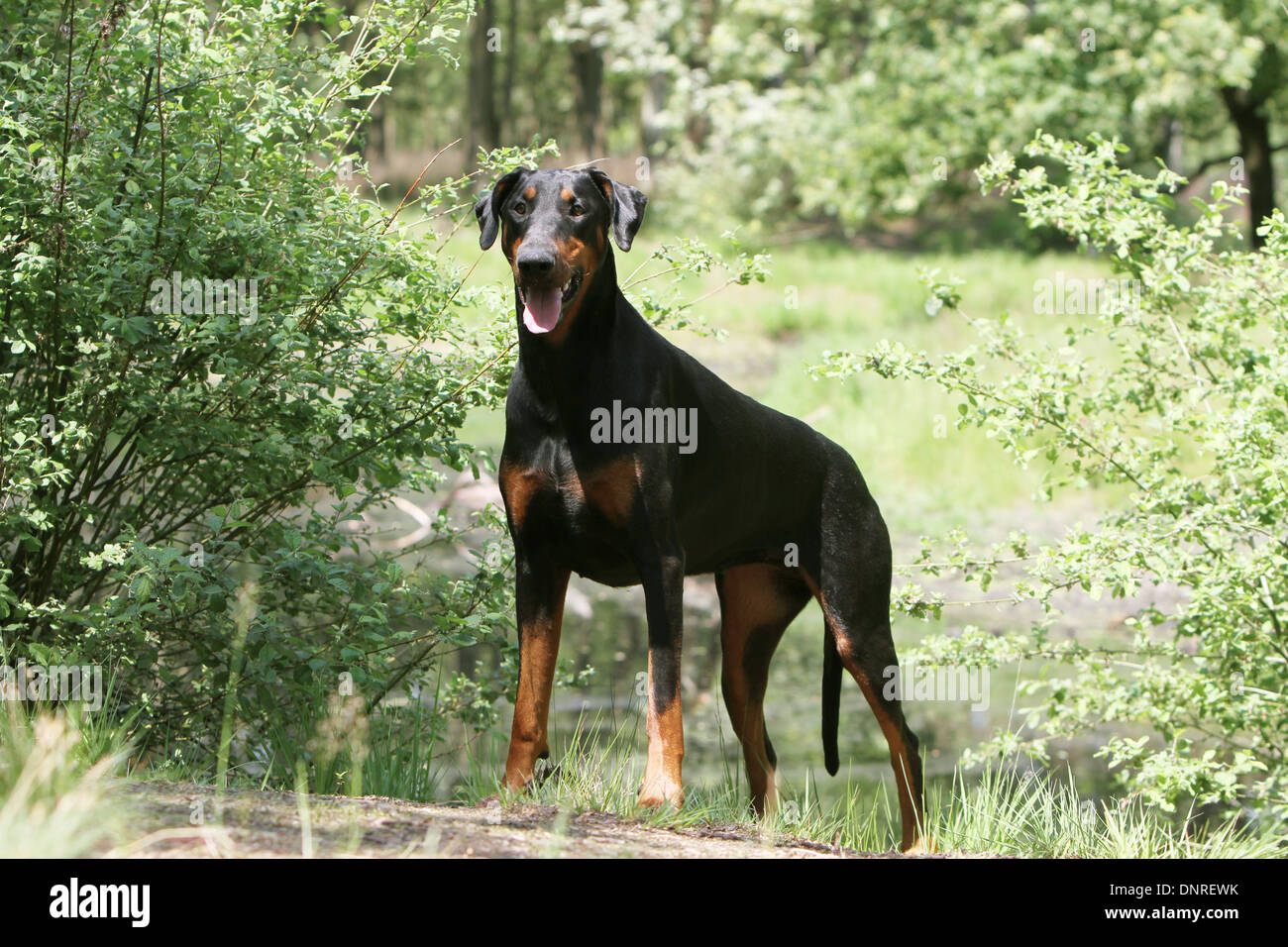 / Dobermann chien Dobermann (oreilles naturelles) / adulte debout au bord d