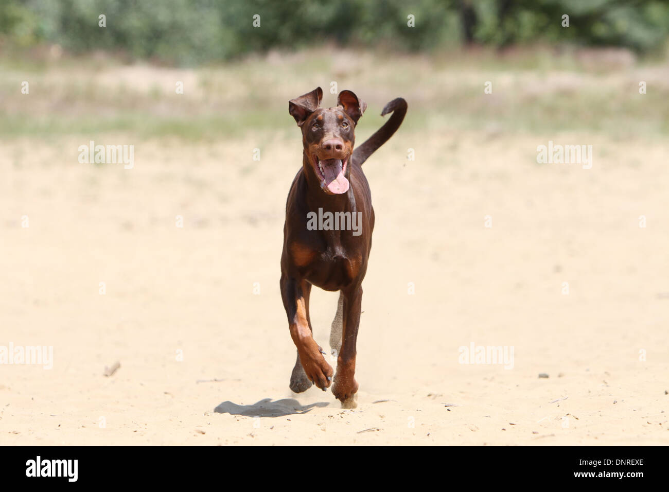 / Dobermann chien Dobermann (oreilles naturelles) / des profils d'exécution sur le sable Banque D'Images