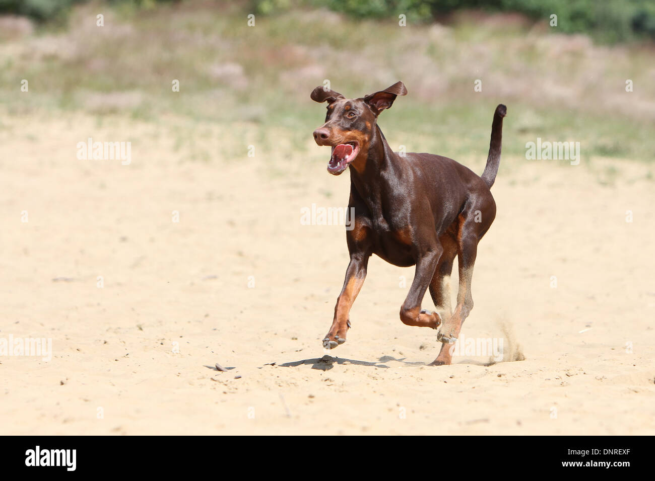 / Dobermann chien Dobermann (oreilles naturelles) / des profils d'exécution sur le sable Banque D'Images