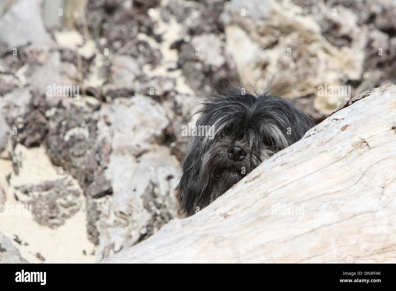 Ganshan Bi Husky Printemps Été Bienvenue Maison Drapeau Chien Caché