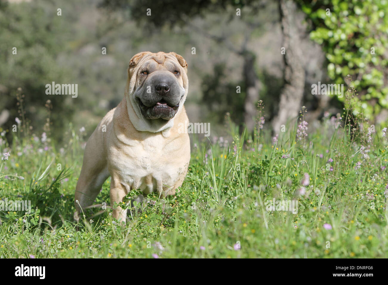 Chien Shar Pei / adulte dans un pré Banque D'Images