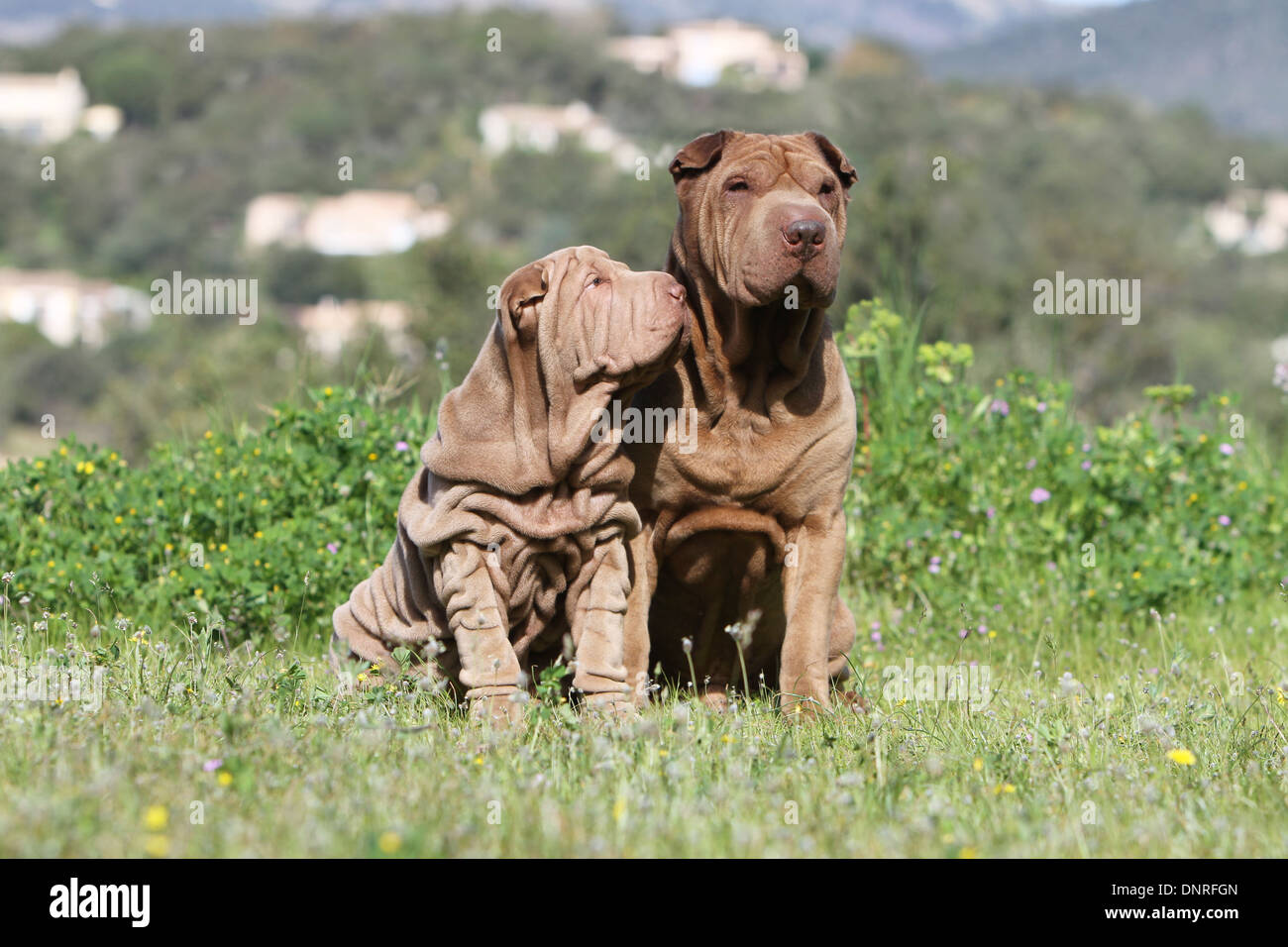 Chien Shar Pei / adulte et chiot assis dans un pré Banque D'Images