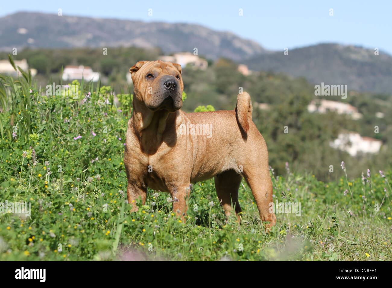 Chien Shar Pei / adulte dans un pré Banque D'Images