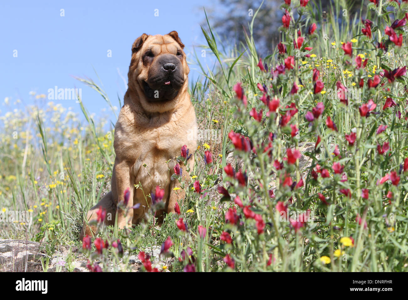 Chien Shar Pei / adulte assis dans un pré Banque D'Images