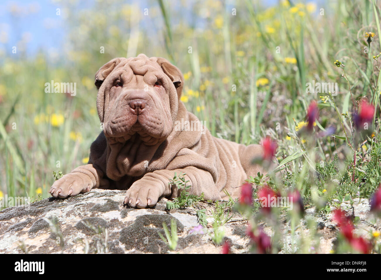 Shar Pei chien / chiot couché sur un rocher Banque D'Images