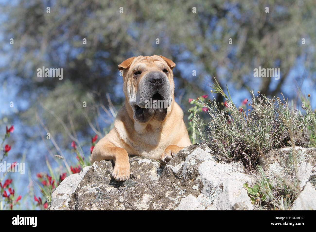 Chien Shar Pei / adulte allongé sur un rocher Banque D'Images