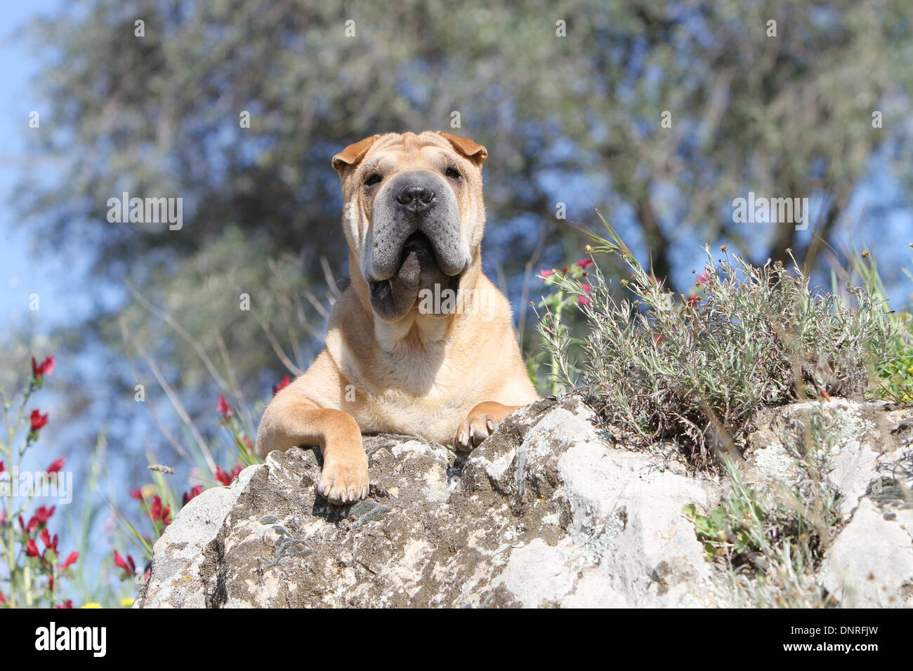 Chien Shar Pei / adulte allongé sur un rocher Banque D'Images