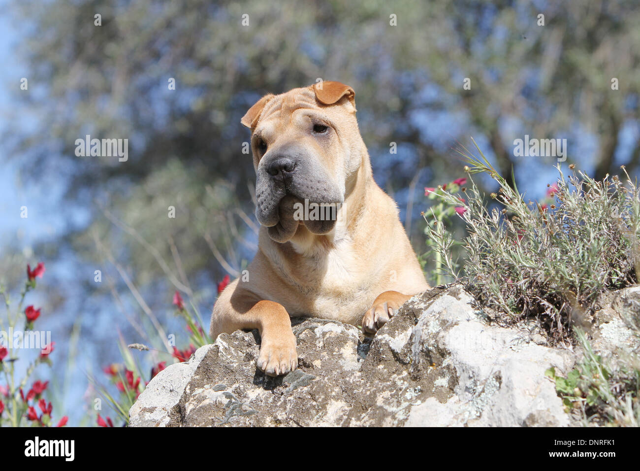 Chien Shar Pei / adulte allongé sur un rocher Banque D'Images