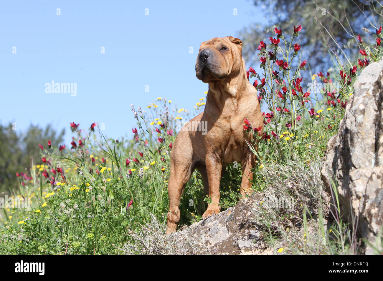 Chien Shar Pei / adulte debout sur les rochers Banque D'Images