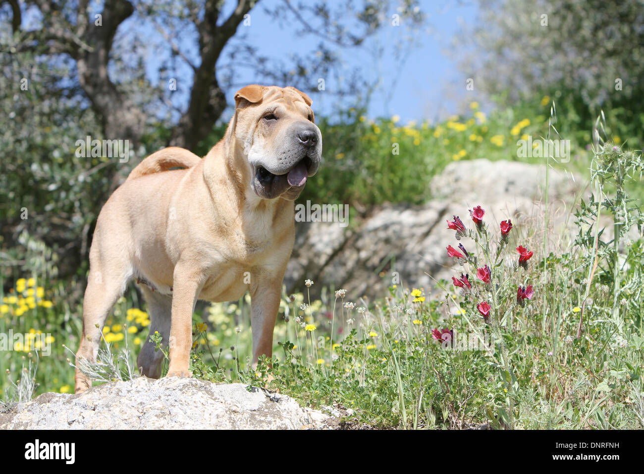 Chien Shar Pei / adulte dans un pré Banque D'Images