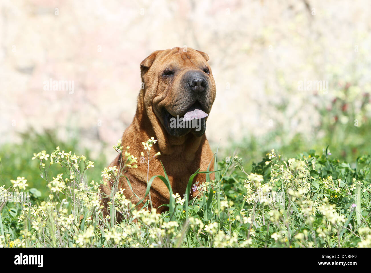 Chien Shar Pei / adulte assis dans un pré Banque D'Images