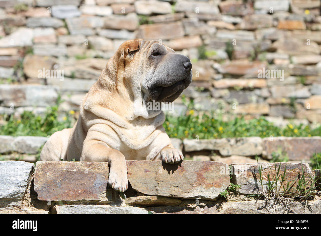 Chien Shar Pei / adulte allongé sur un mur Banque D'Images