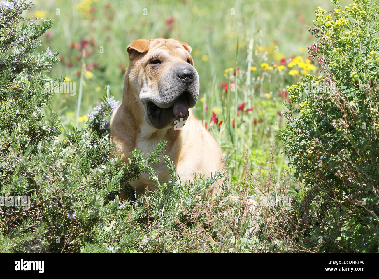 Chien Shar Pei / adulte assis dans un pré Banque D'Images