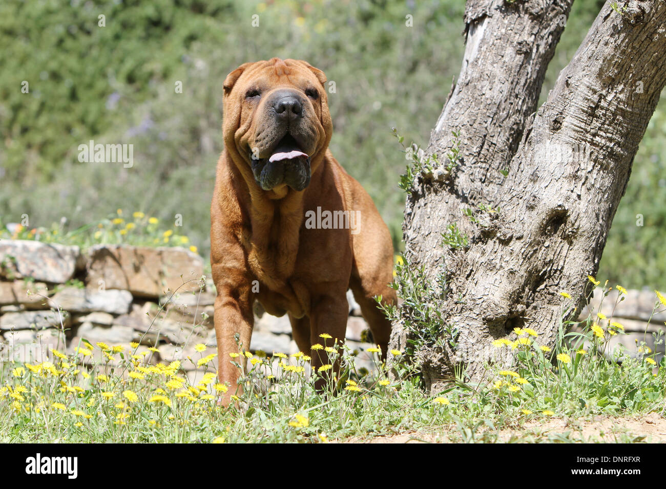 Chien Shar Pei / adulte dans un pré Banque D'Images
