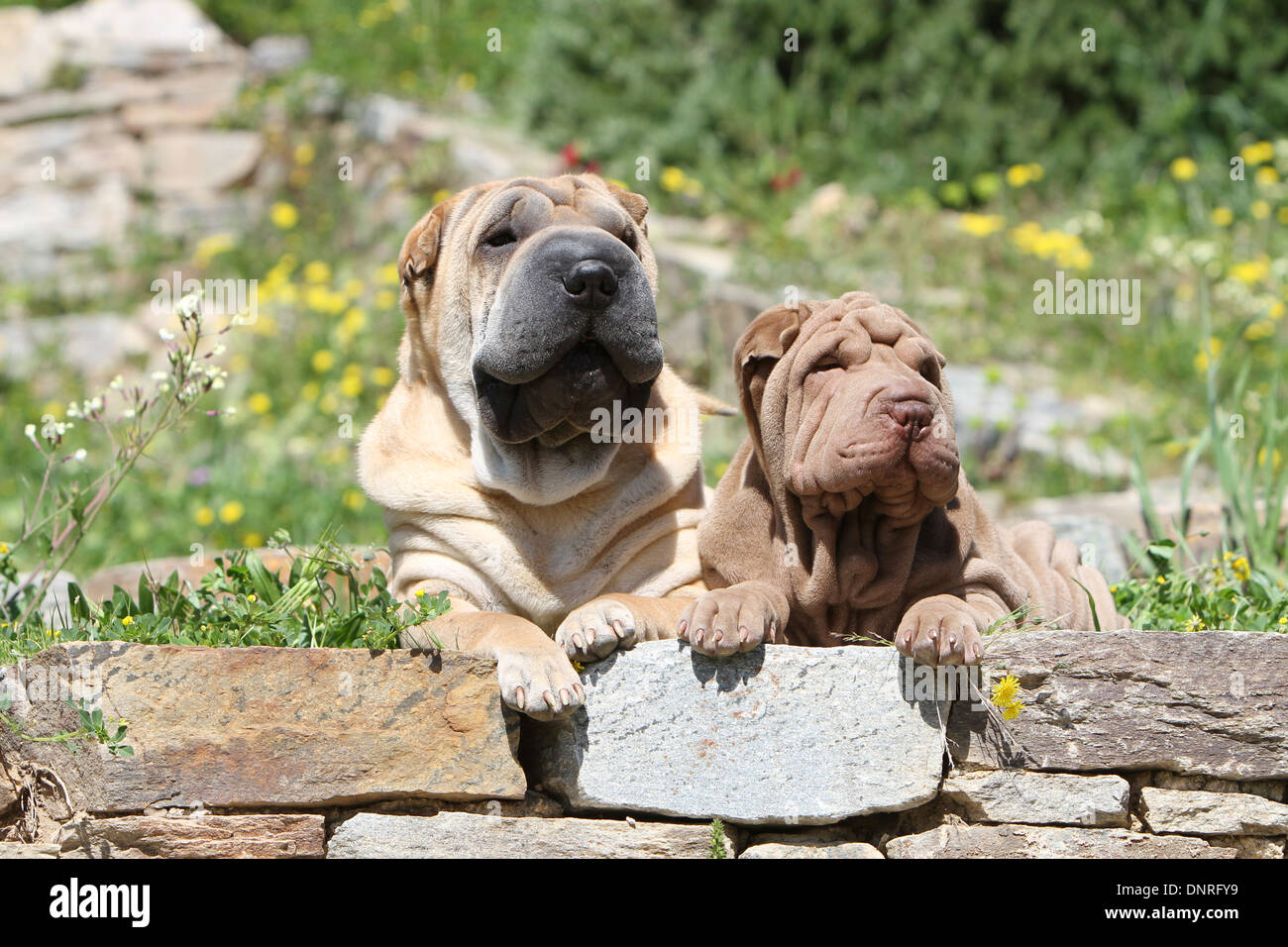Chien Shar Pei / adulte et chiot couché sur un mur Banque D'Images