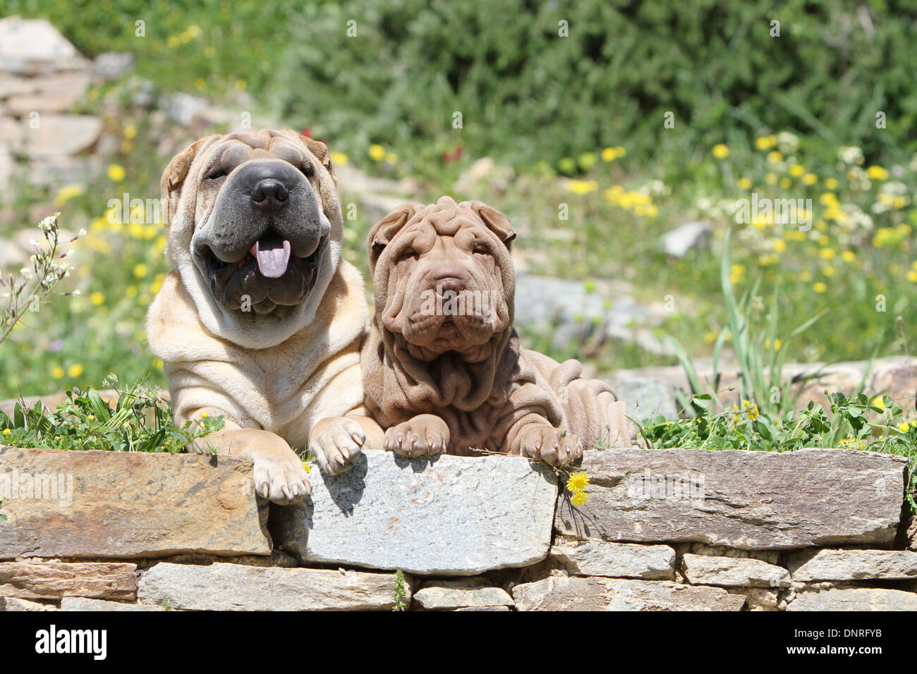 Chien Shar Pei / adulte et chiot couché sur un mur Banque D'Images