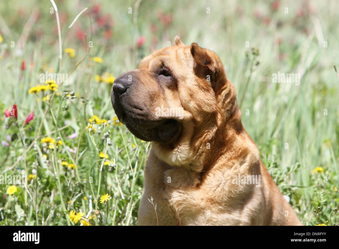 Chien Shar Pei / profil portrait adultes Banque D'Images