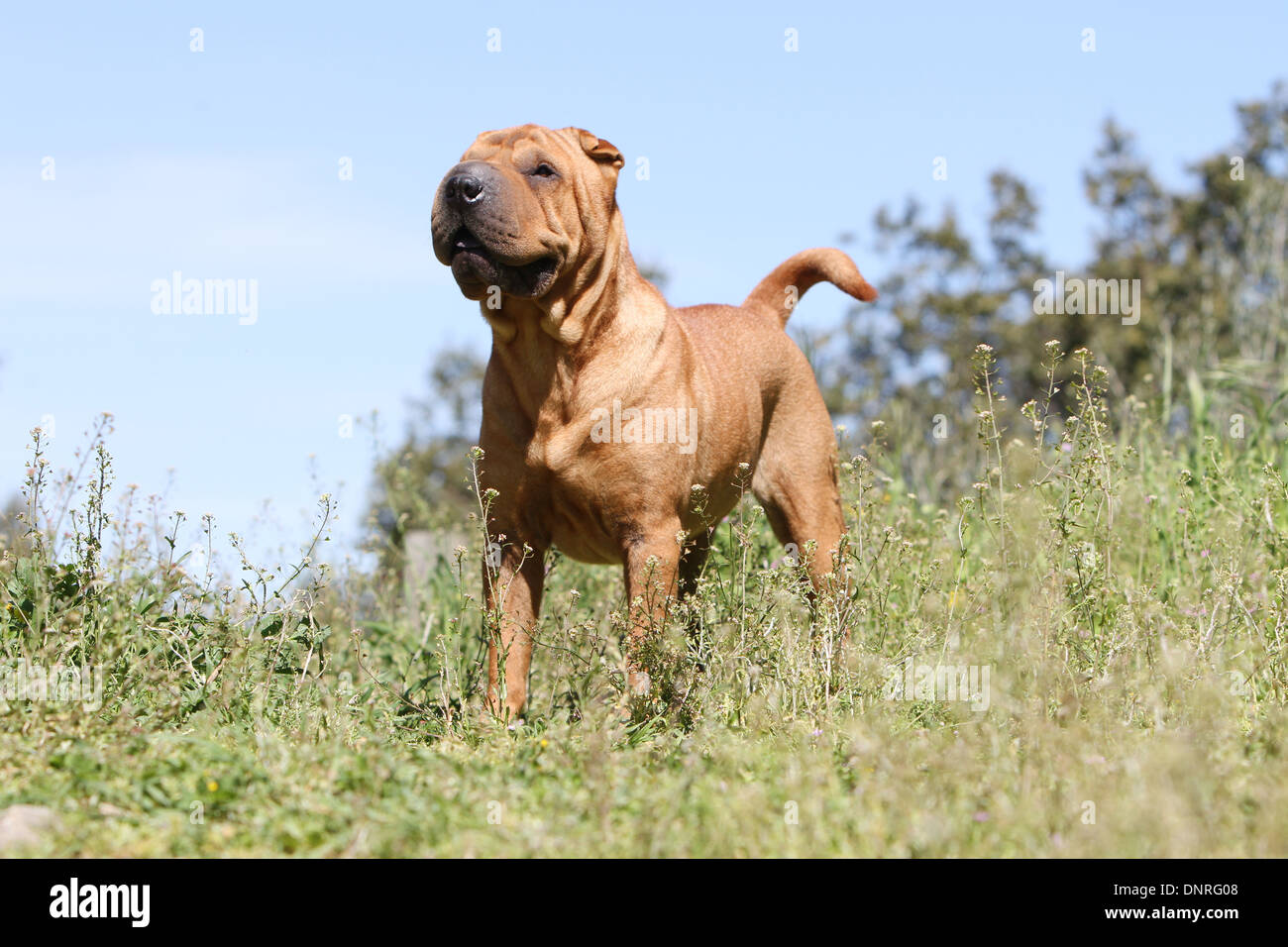 Chien Shar Pei / adulte dans un pré Banque D'Images