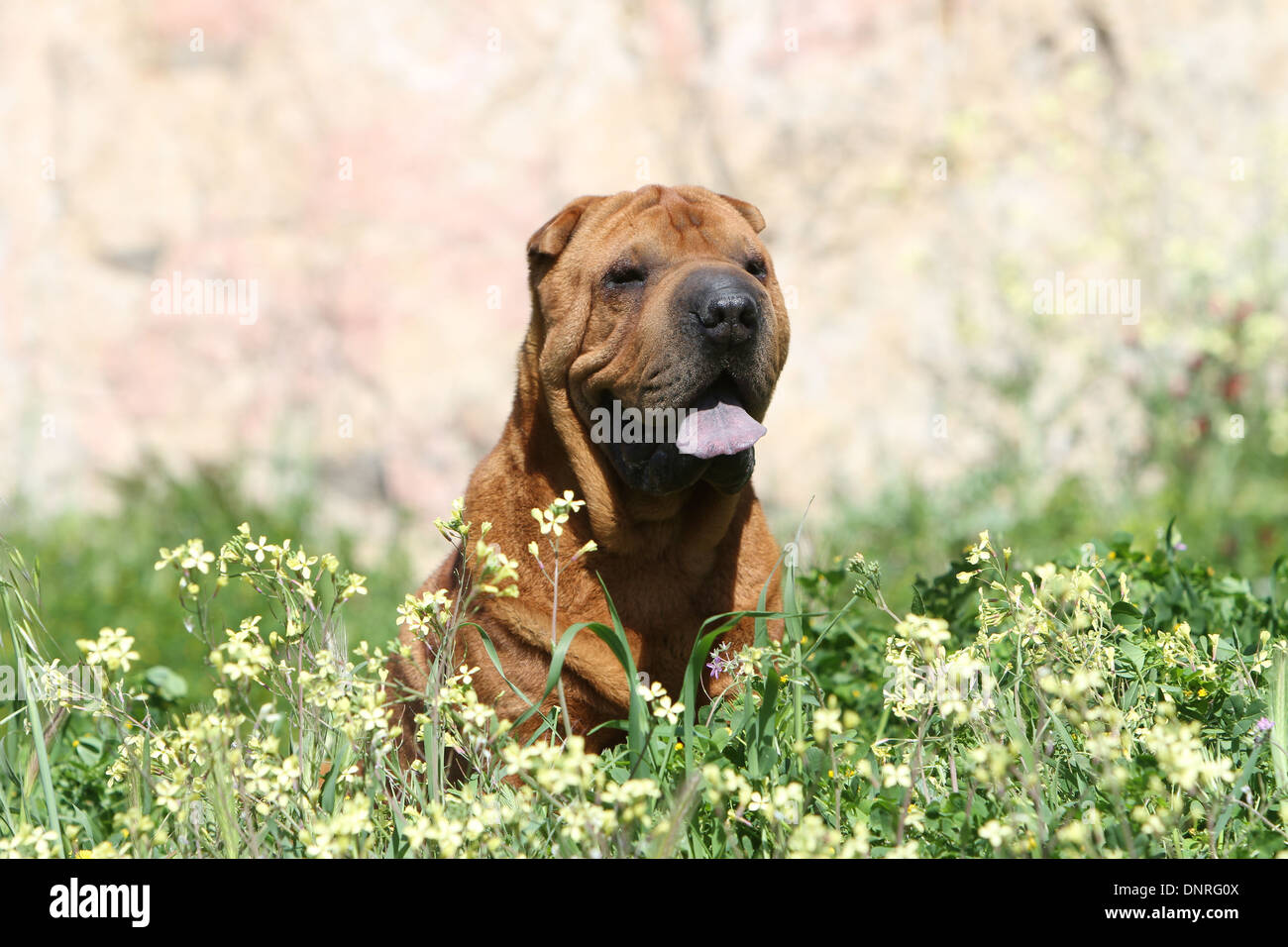 Chien Shar Pei / adulte assis dans un pré Banque D'Images