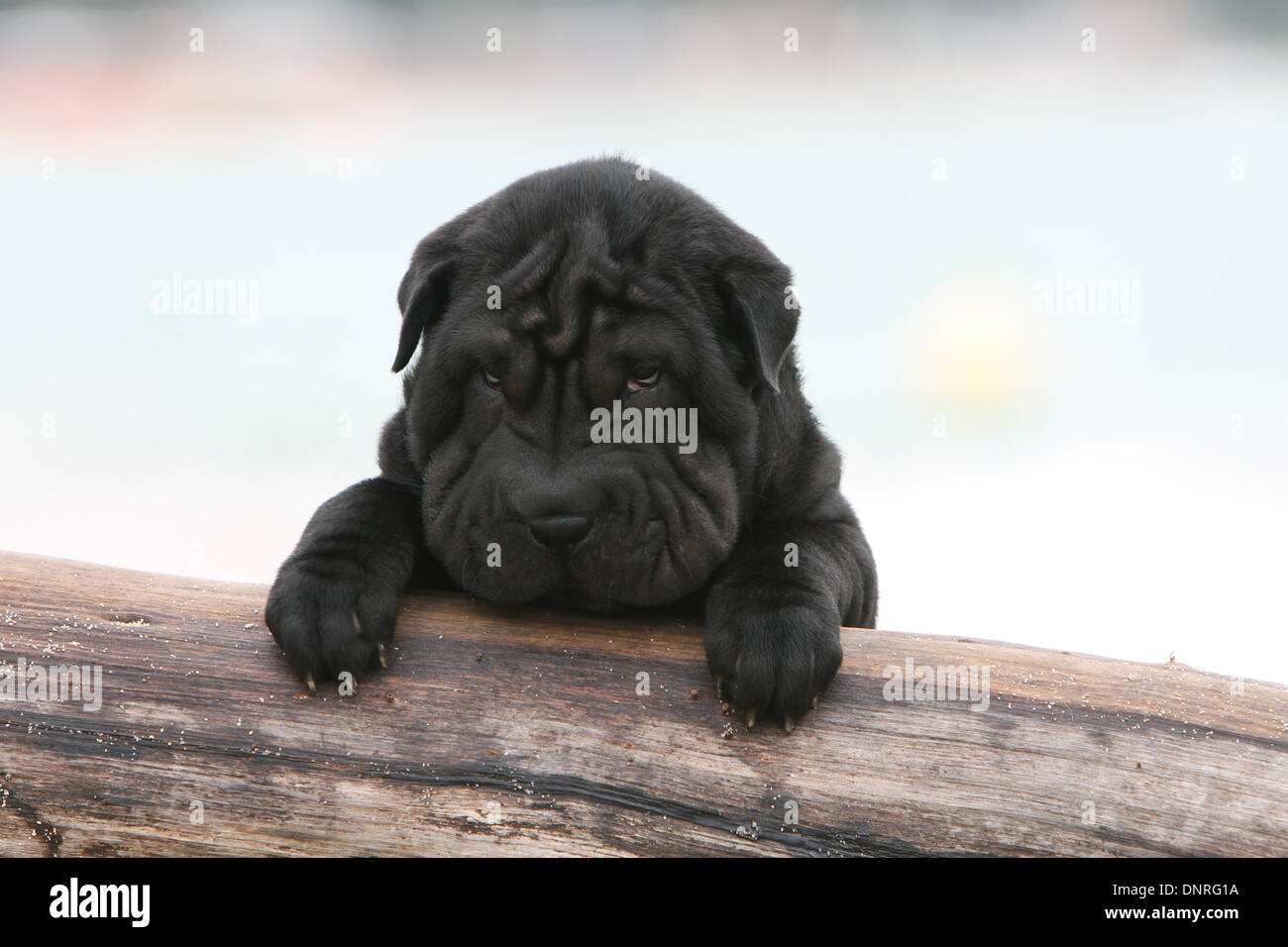 Shar Pei chien / chiot couché sur un tronc d'arbre Banque D'Images