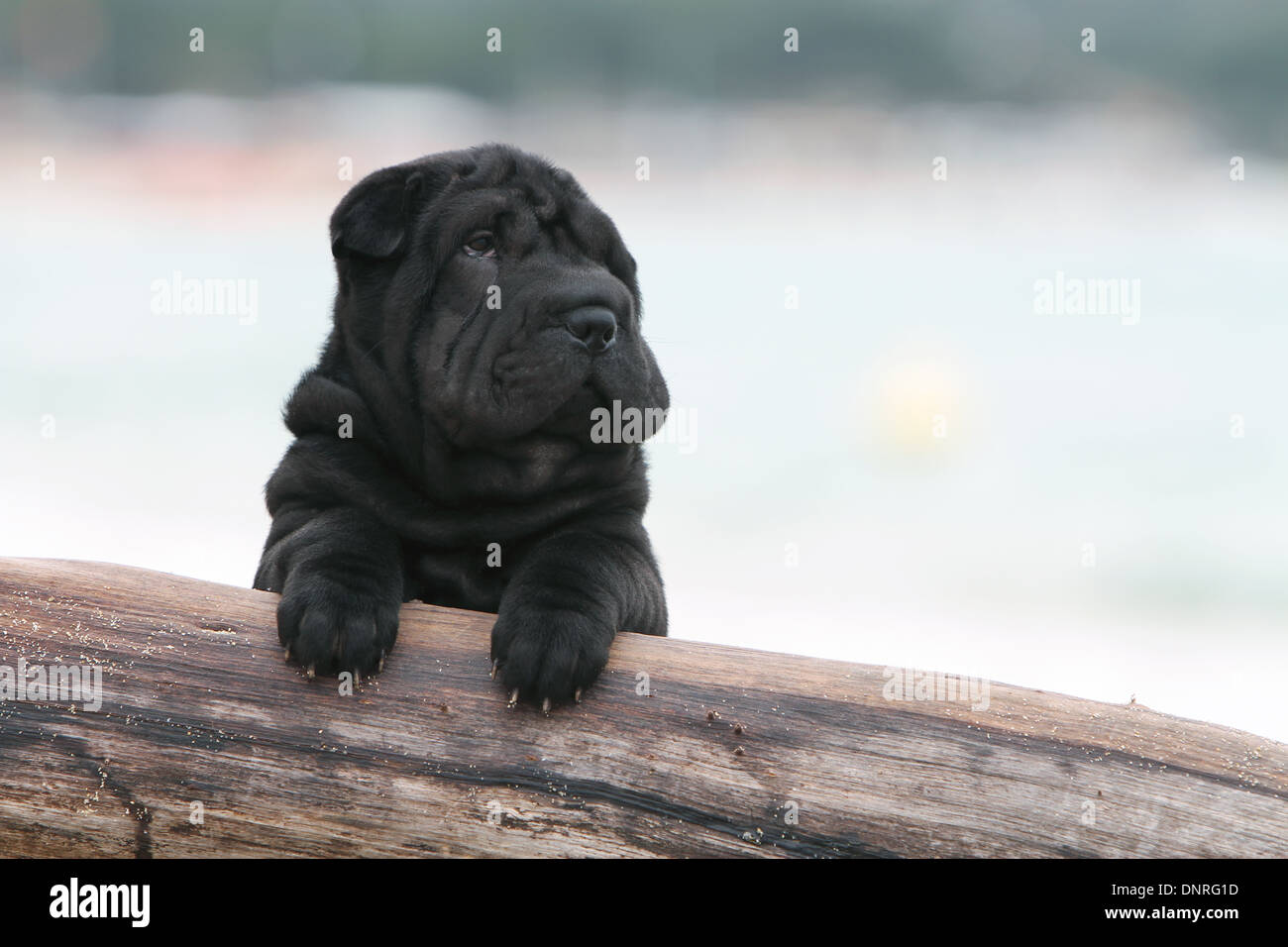 Shar Pei chien / chiot couché sur un tronc d'arbre Banque D'Images