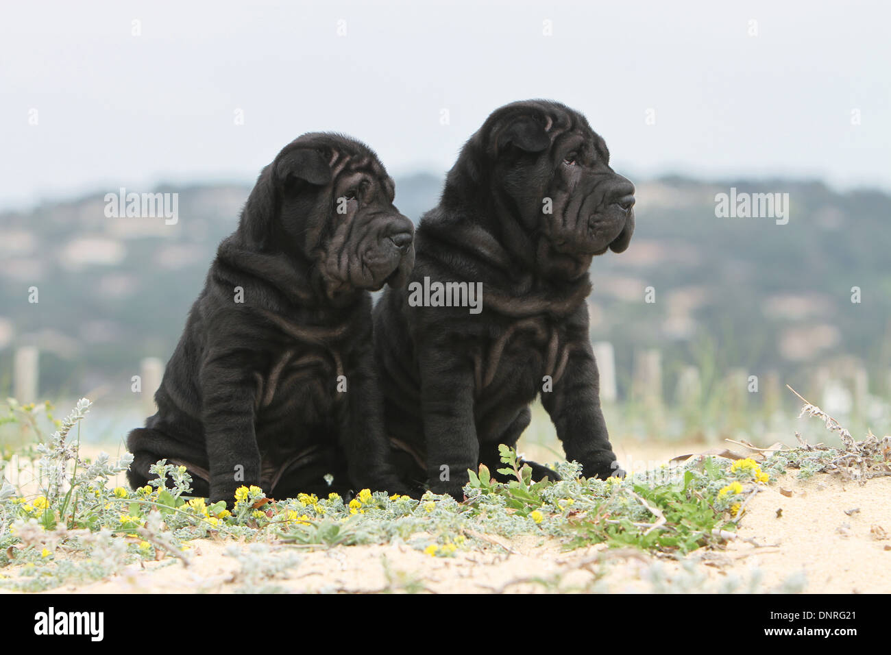 Chien Shar Pei / deux chiots assis dans des dunes Banque D'Images