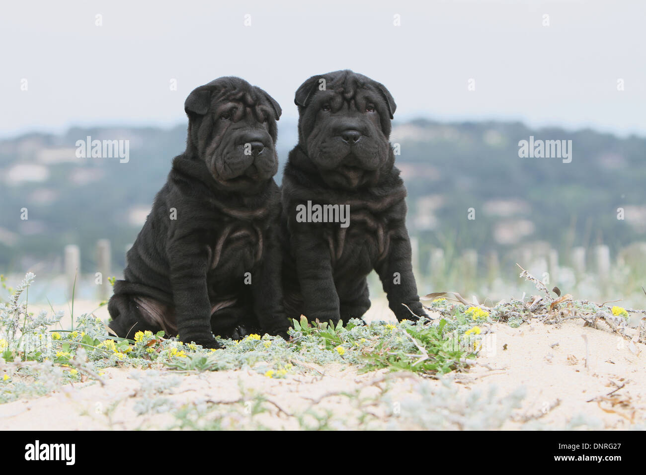 Chien Shar Pei / deux chiots assis dans des dunes Banque D'Images