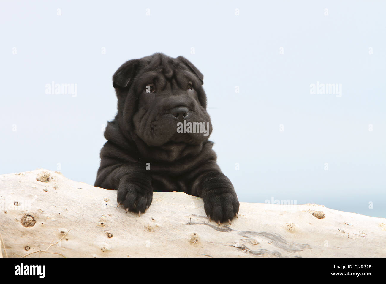 Shar Pei chien / chiot couché sur un bois Banque D'Images