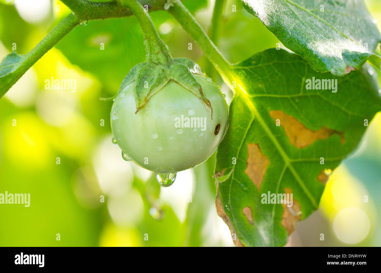 Aubergines fraîches avec de l'eau baisse. Banque D'Images