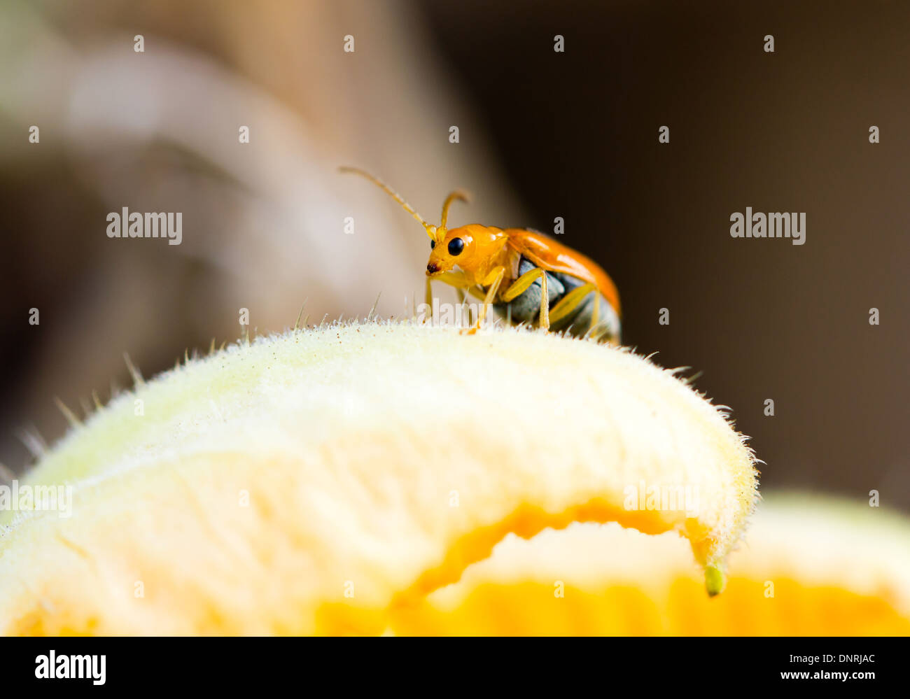 Close up et les jeunes, les Thrips ravageurs du riz à la citrouille. Banque D'Images