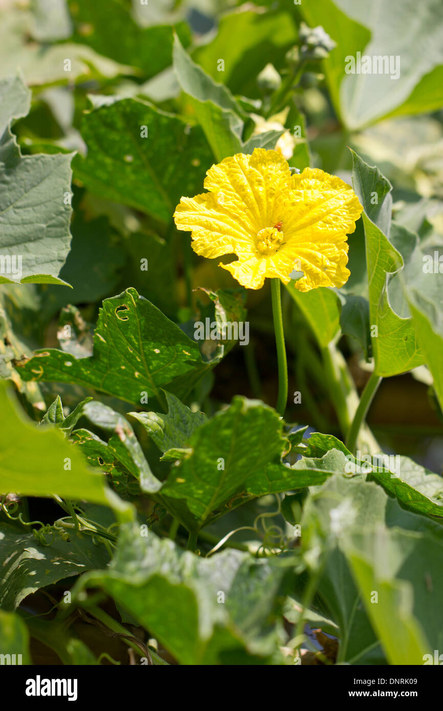 Fleur de citrouille et de feuilles. Banque D'Images