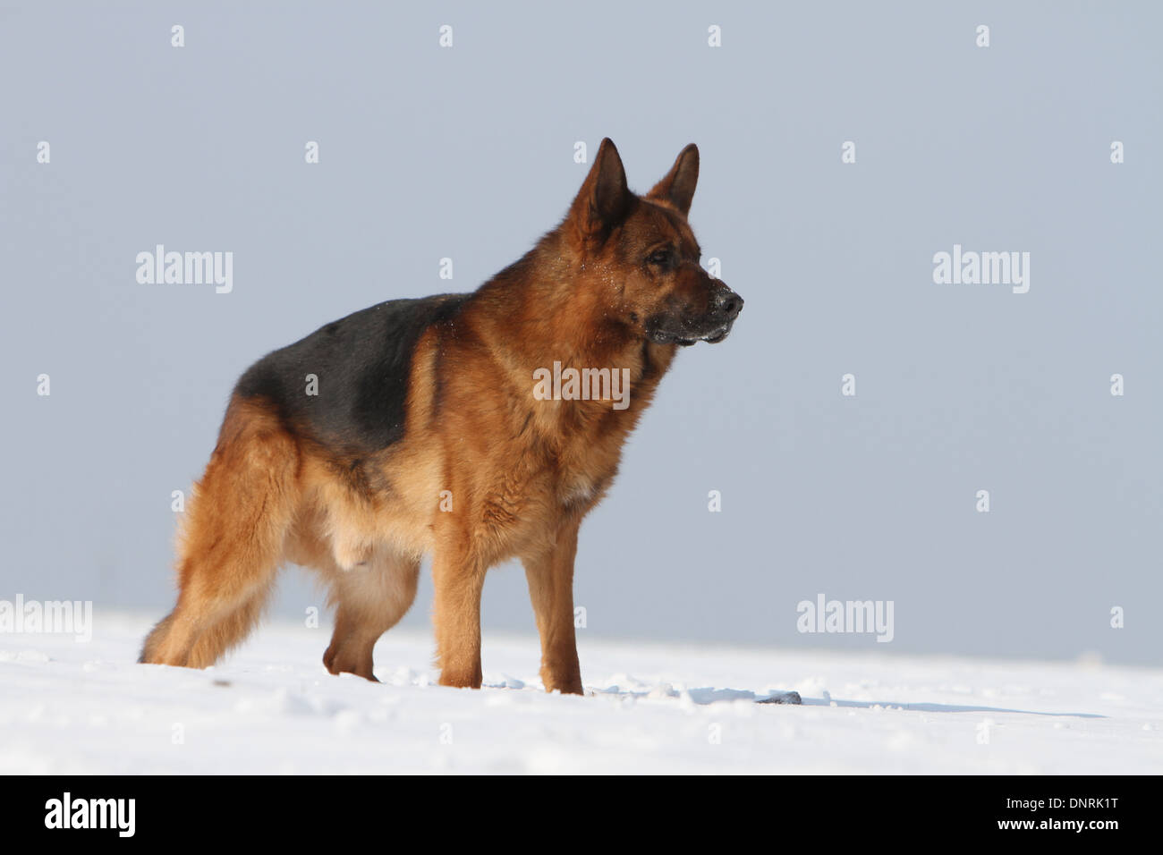 Chien Berger Allemand / Deutscher Schäferhund permanent adultes dans la neige Banque D'Images