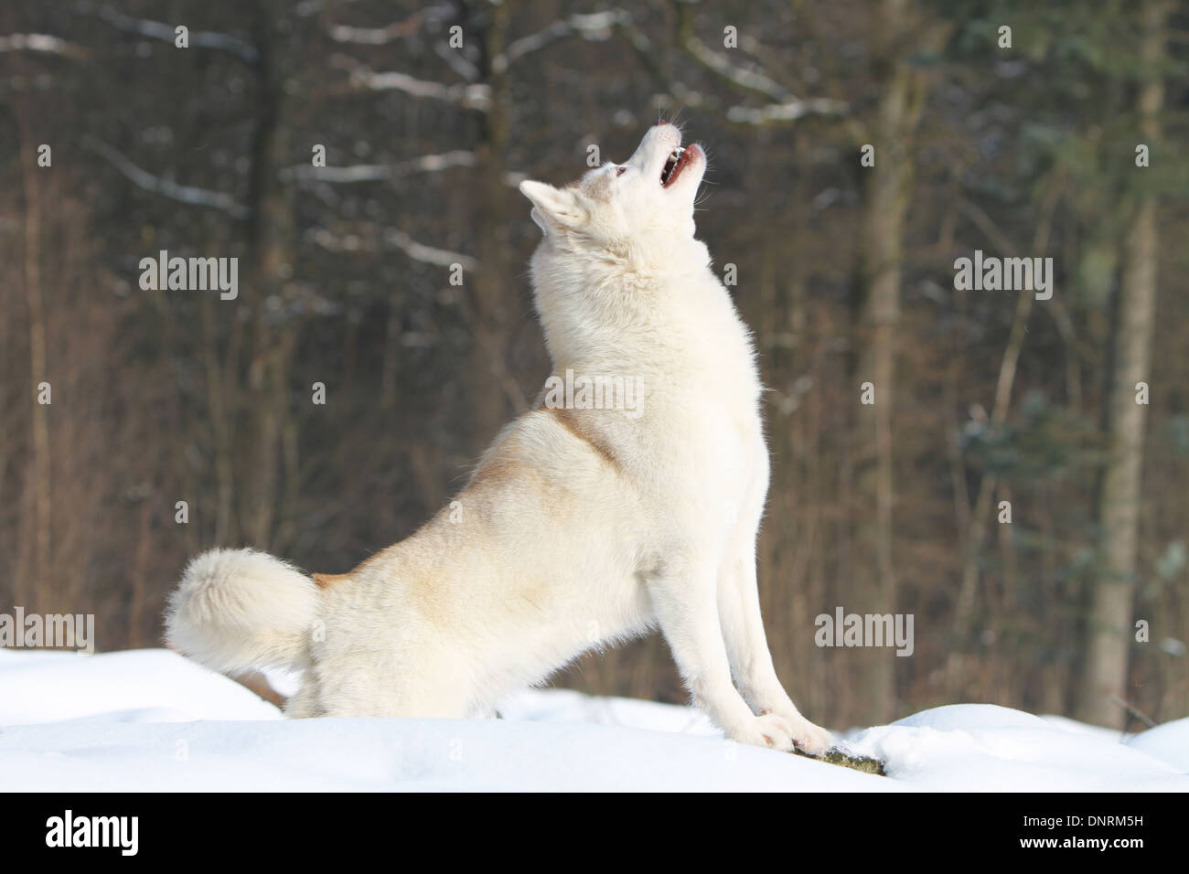 Chien Husky Sibérien les loups hurler adultes sur la neige Banque D'Images