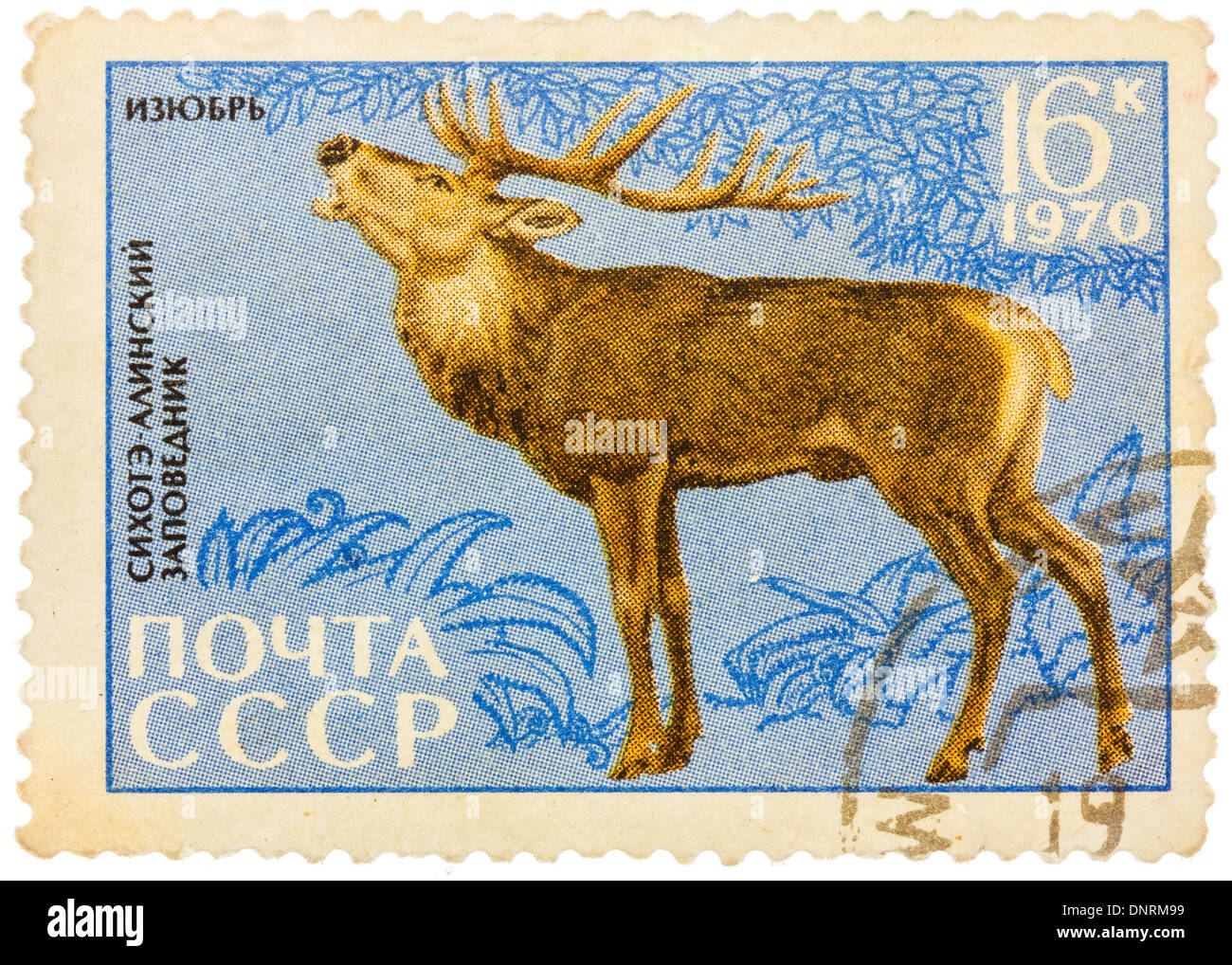 Urss - circa 1970 : timbre-poste imprimé en URSS montre une image de Cervus elaphus (xanthopygus) mandchourie Banque D'Images
